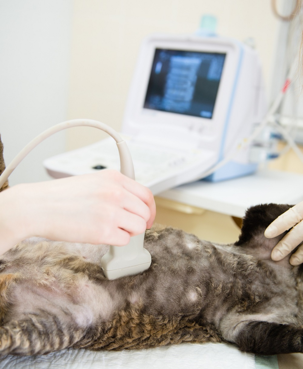 Ultrasound Rolling Prairie, IN